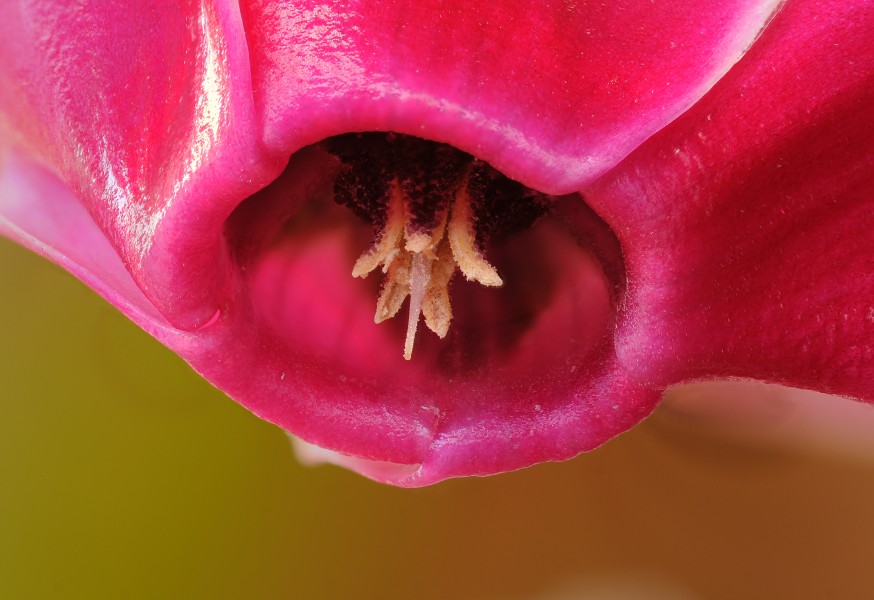 2012-04-03 16-57-01-flower