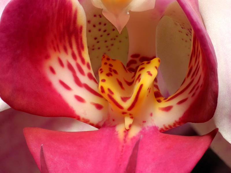 2013-04-30 14-26-01-Orchidaceae-22f