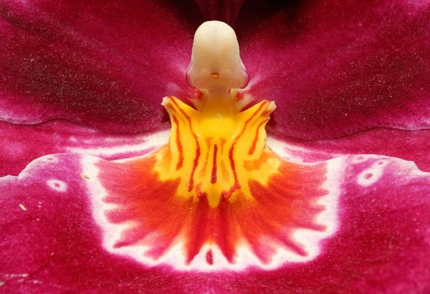 2013-04-30 14-30-08-Orchidaceae-7f