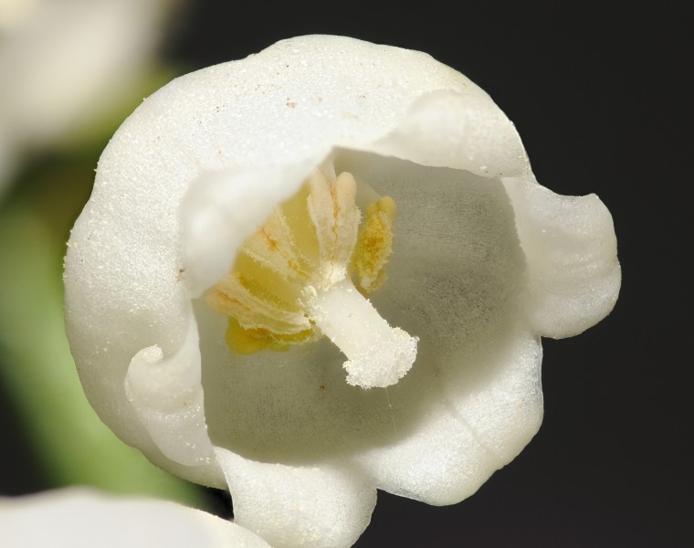 2013-05-17 19-48-44-muguet-122f