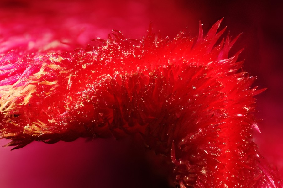 2013-06-02 23-06-34-Amaranthus-61f