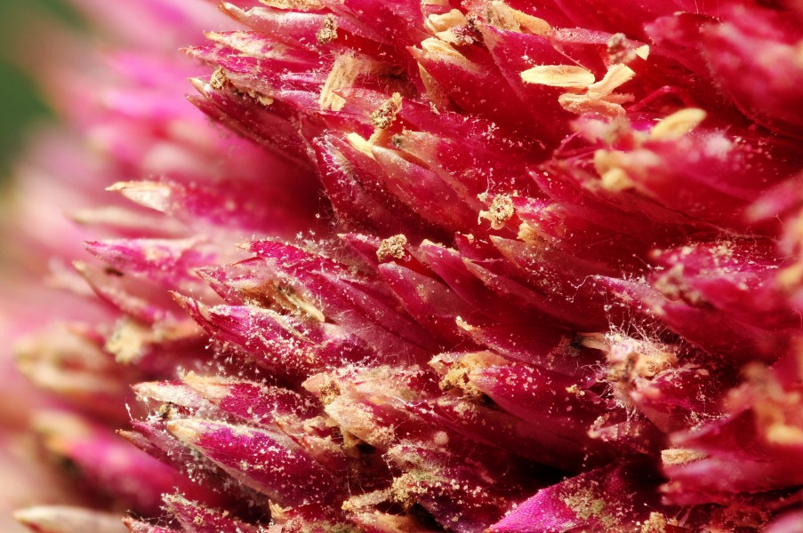 2013-06-02 23-15-44-Amaranthus-57f