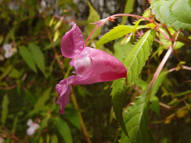 2013-11-05 12-34-54 Impatiens-glandulifera