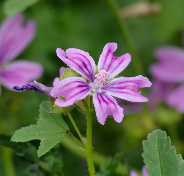 2013.07.05.11-Wesenberg-Wilde Malve