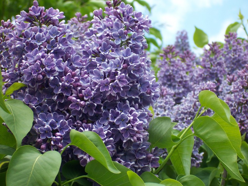 2013 Rochester Lilac Festival - Flower City Lilac - 06
