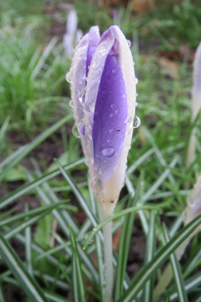 20140213Crocus tommasinianus3