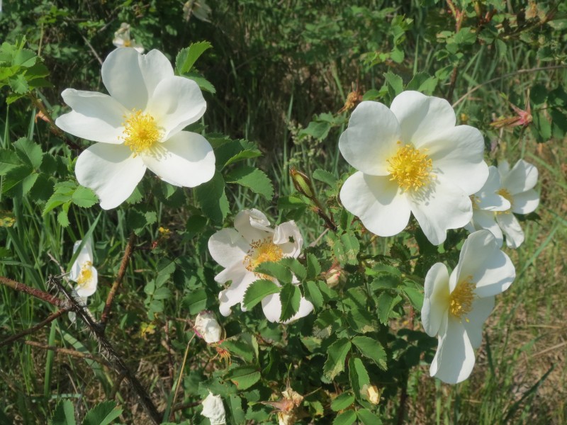 20140430Rosa spinosissima1