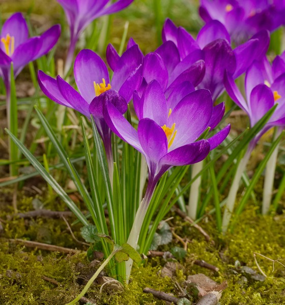 2015.03.08.-10-Mannheim Vogelstang--Krokusse