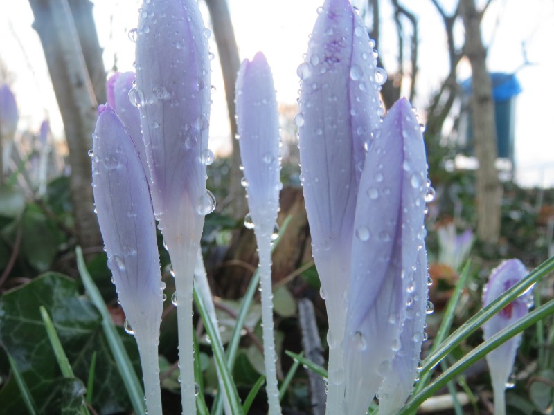 20160203Crocus tommasinianus2