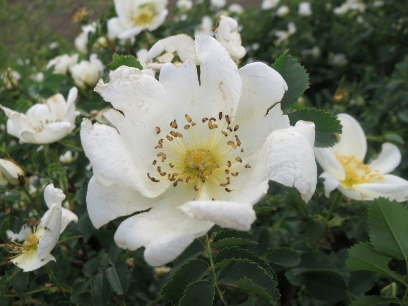 20160514Rosa spinosissima1