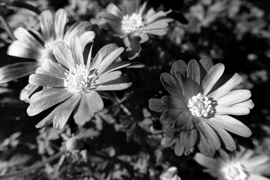 2016 366 77 Asters (25751326982)