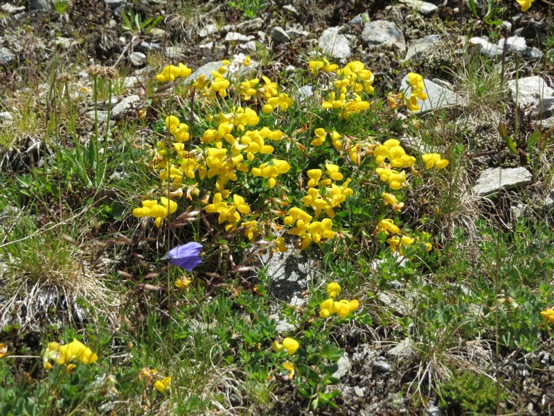 2017-07-15 (052) Unidentified Fabaceae in Matrei in Osttirol