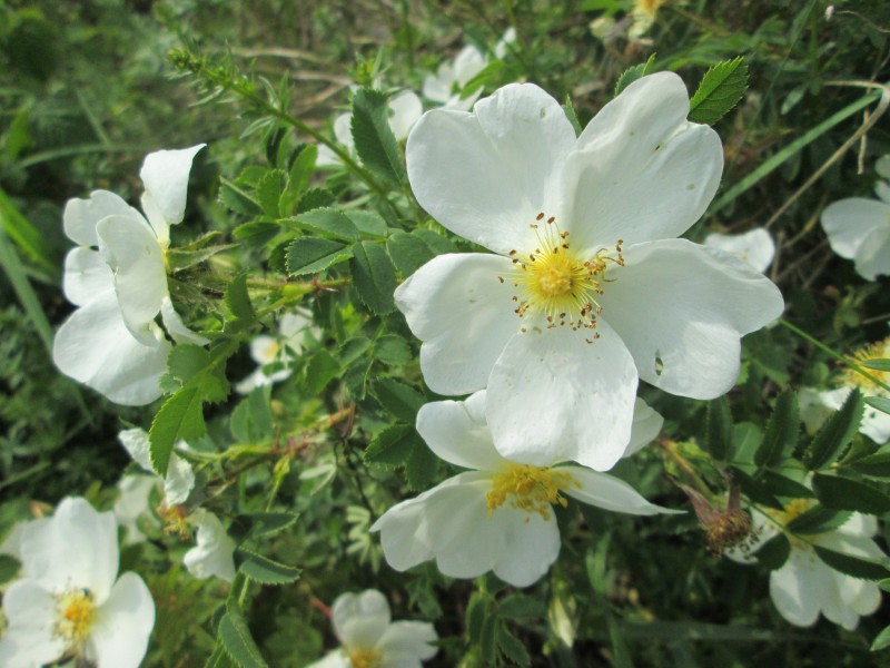 20180503Rosa spinosissima2