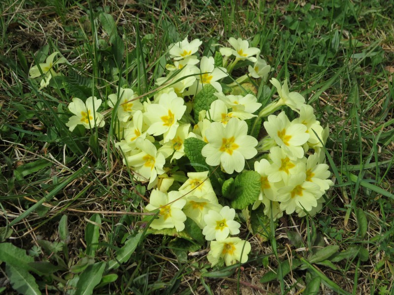 2018-04-09 (111) Primula vulgaris (primrose) at Bichlhäusl at Haltgraben in Frankenfels