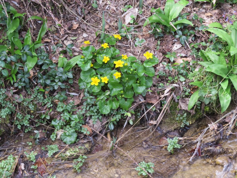 2018-04-09 (119) Caltha palustris (marsh-marigold) at Bichlhäusl at Haltgraben in Frankenfels