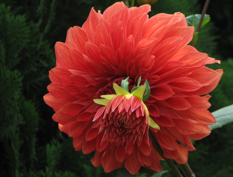 30Dahlia