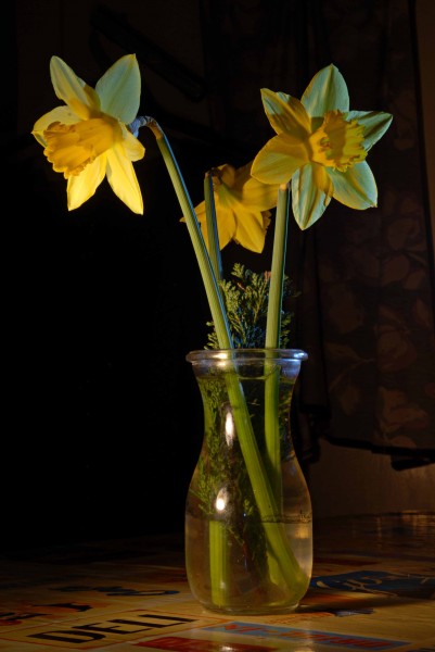 3daffodils