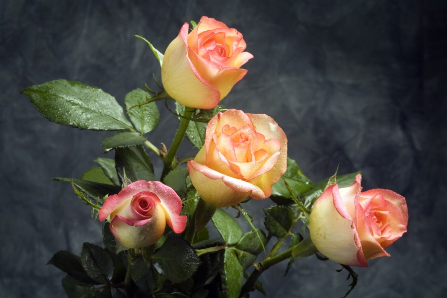 4 rosas - 5786