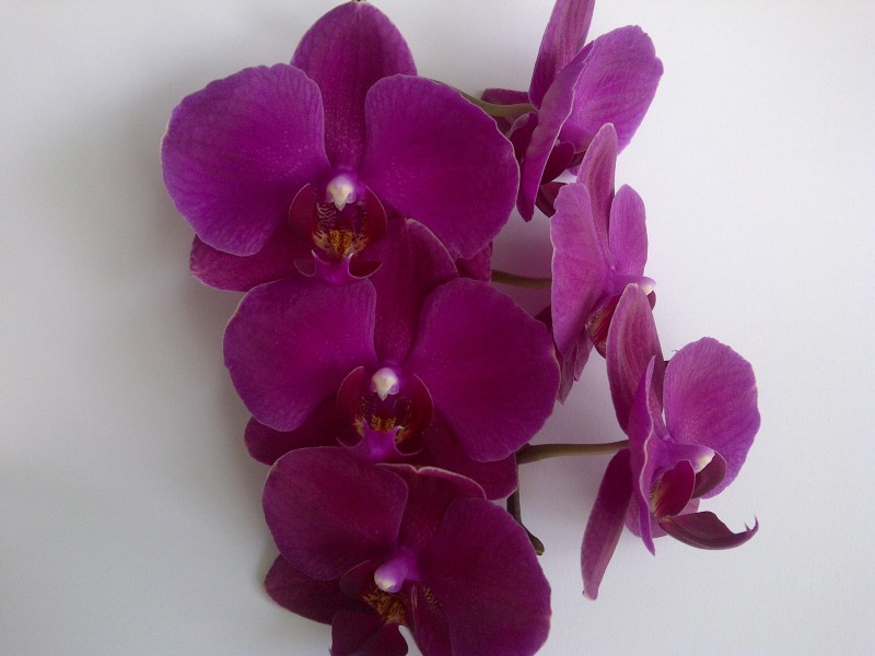 6 Violett Blossoms