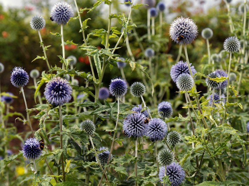 'Echinops ritro' Southern globethistle in the Walled Garden of Goodnestone Park Kent England 2