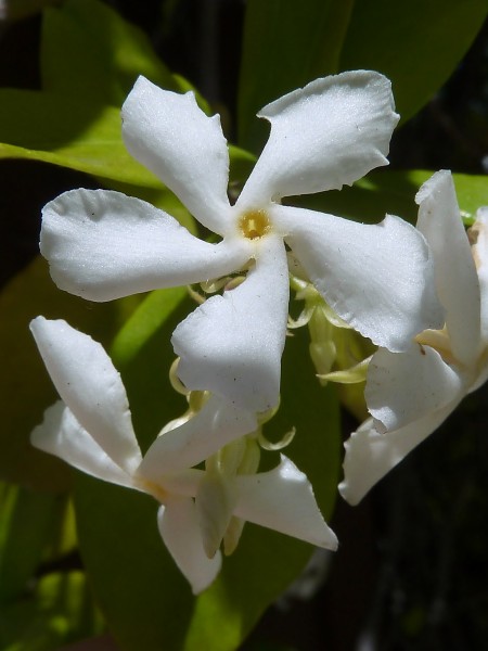 (MAD) T. jasminoides-3