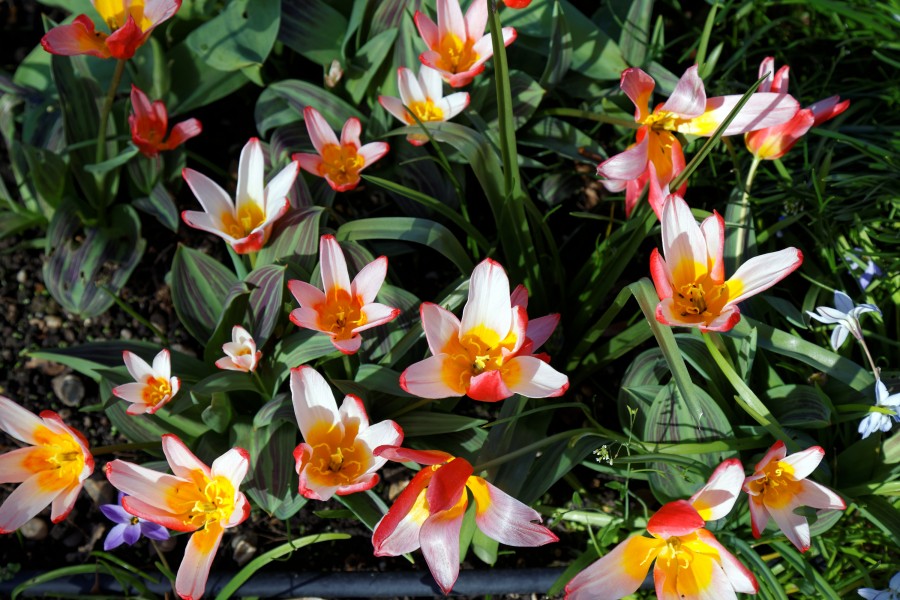 'Tulipa kaufmanniana' water-lily tulip cultivar at Capel Manor College Gardens Enfield London England