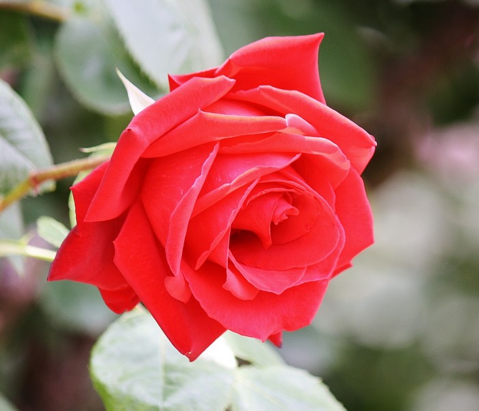 小田原フラワーガーデンの薔薇