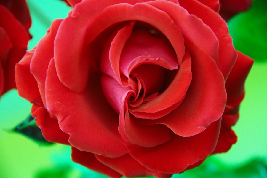 A red rose for Elena - Creative Commons by gnuckx (4693403926)