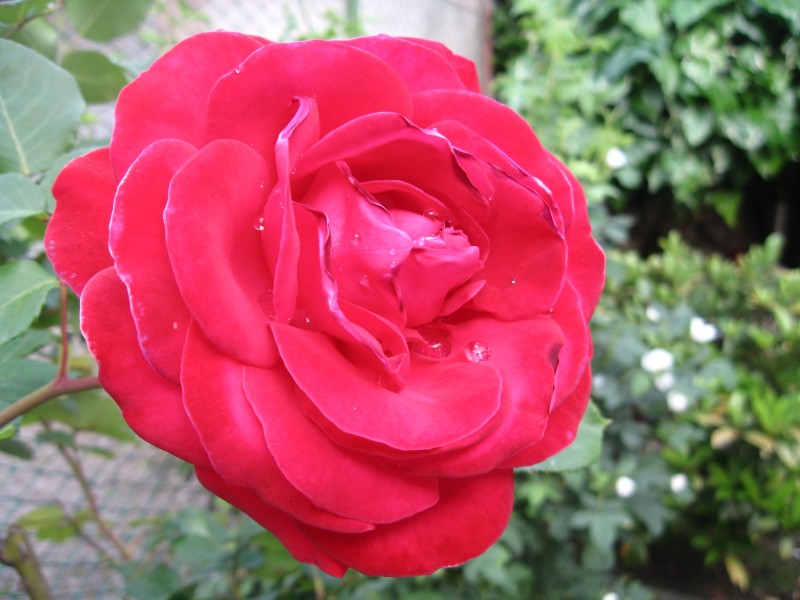 A red rose with dewdrops 1