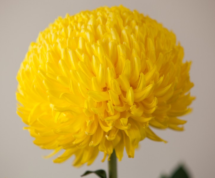 a yellow flower photographed in November 2013, picture 2/2