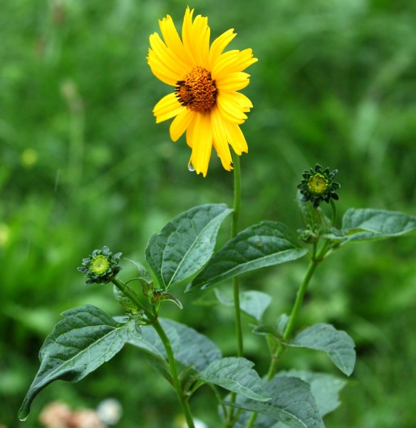 a yellow flower under rain