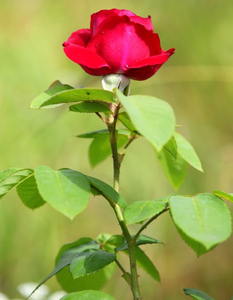 a young red rose photographed in July 2013, picture 2/2