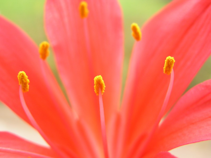 Ab plant 1066