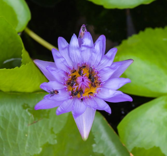 Abejas (Tetragonula laeviceps) en un loto sagrado (Nelumbo nucifera), Gran Palacio, Bangkok, Tailandia, 2013-08-22, DD 01