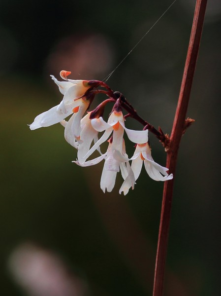 Abeliophyllum distichum 03