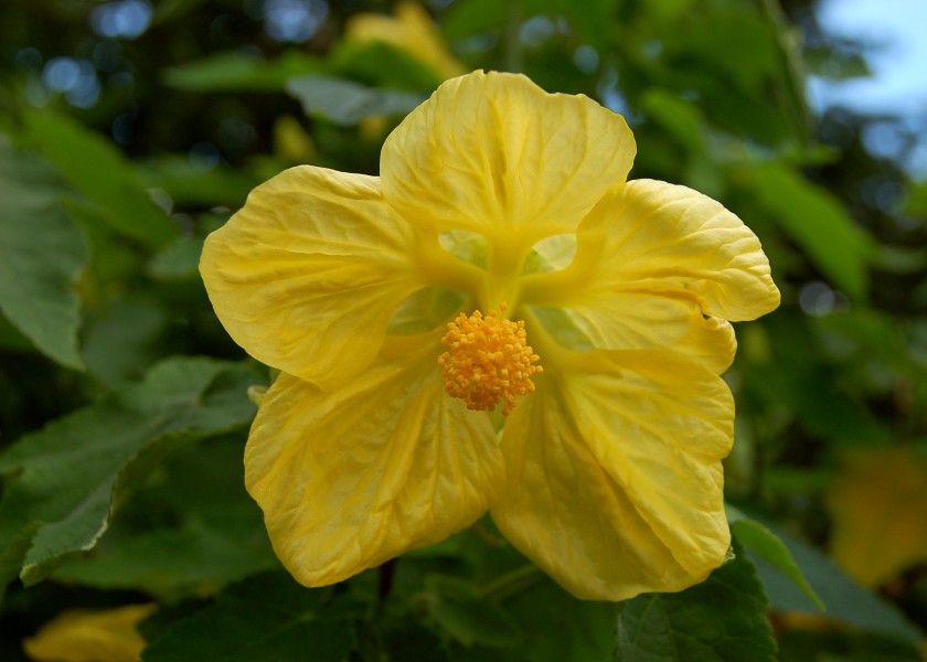 Abutilon x hybridum 'Moonchimes' Flower 2800px