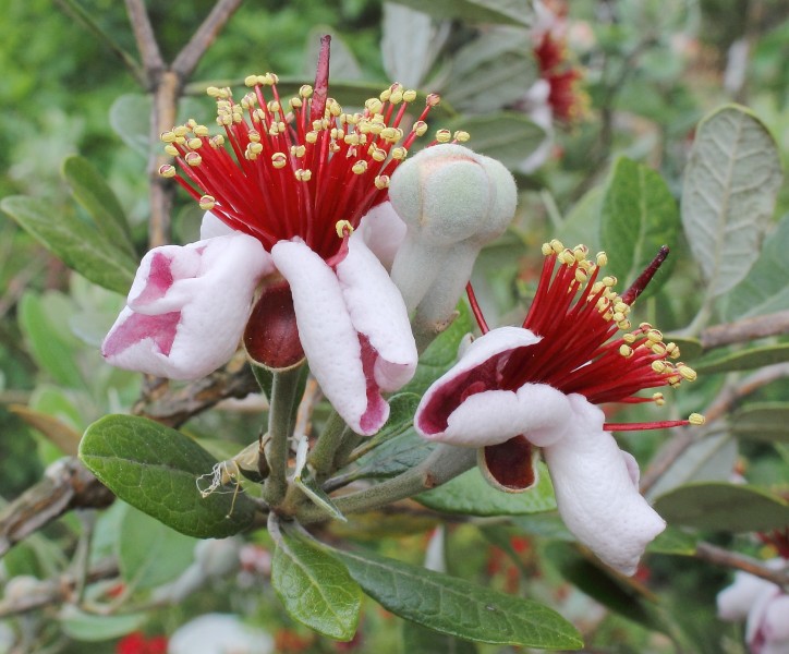 Acca sellowiana in my Garden