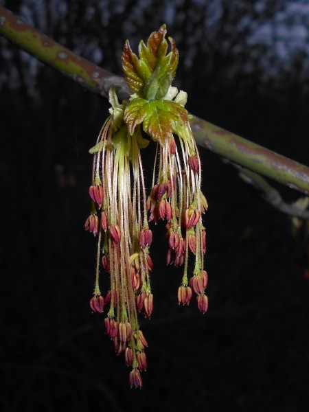 Acer negundo 2016-04-10 7207