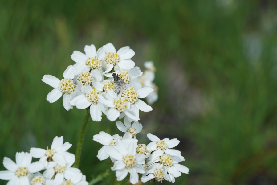 Achillea Clavennae close-up - Alpine Flora