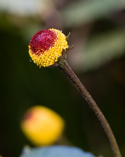 Acmella oleracea Grugapark