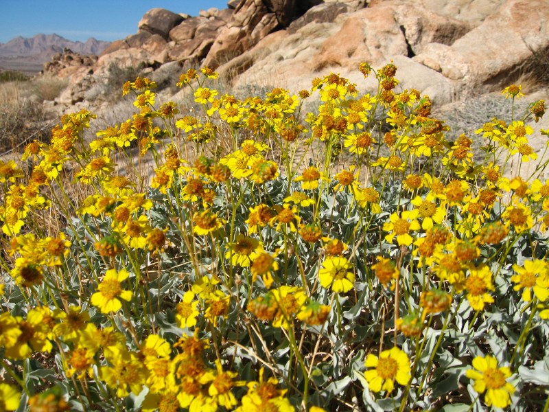 Acton's brittlebrush (Encelia actoni); Coxcomb Mountains