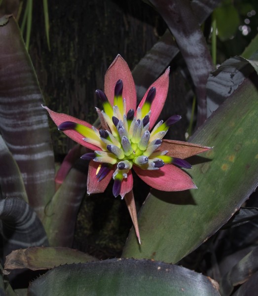 Aechmea fasciata (70295)