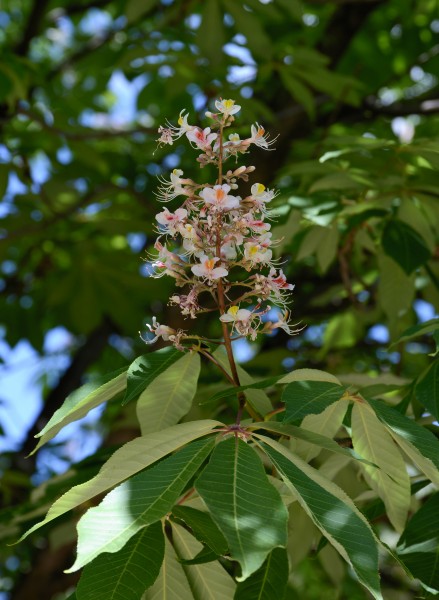 Aesculus May 2014-2a