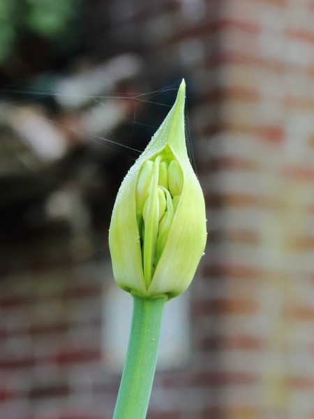 Agapanthus 02