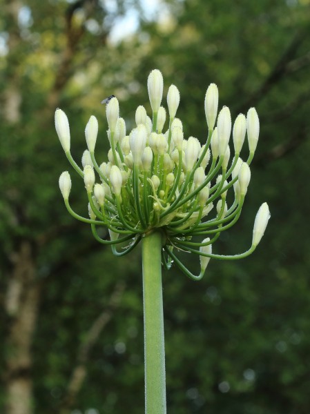 Agapanthus 04