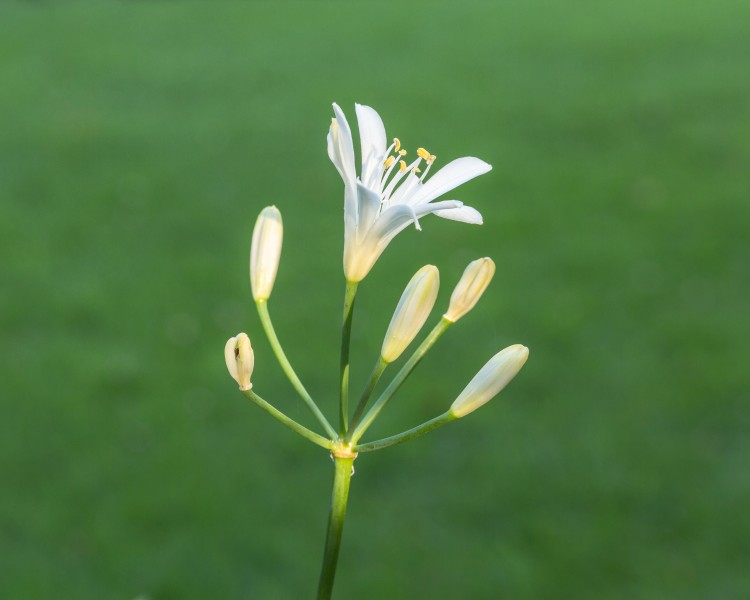 Agapanthus praecox Snow White. (d.j.b.) 02