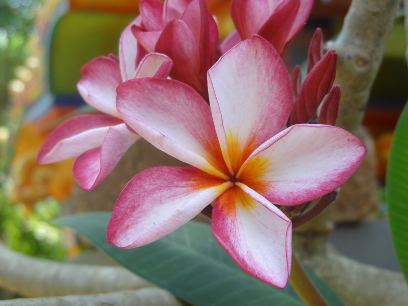 Alari flower