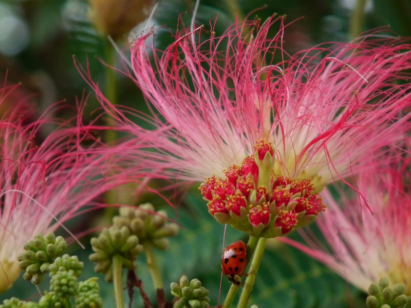 Albizia julibrissin mit Marienkäfer