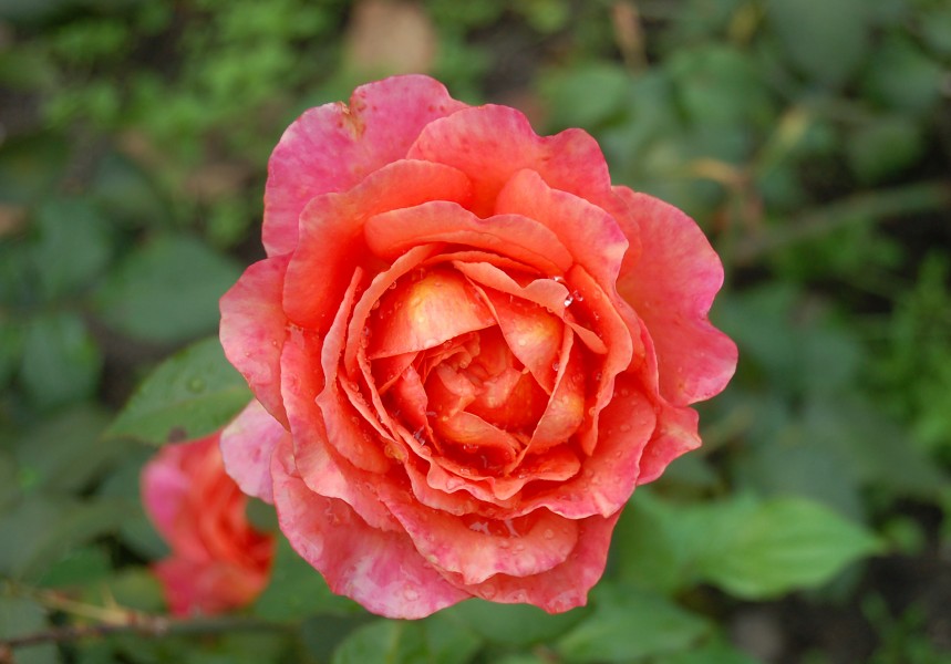 Albrecht-Dürer-Rose (Tantau 2002)