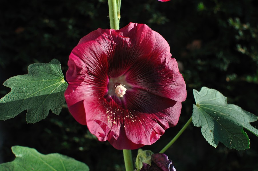 Alcea rosea L.